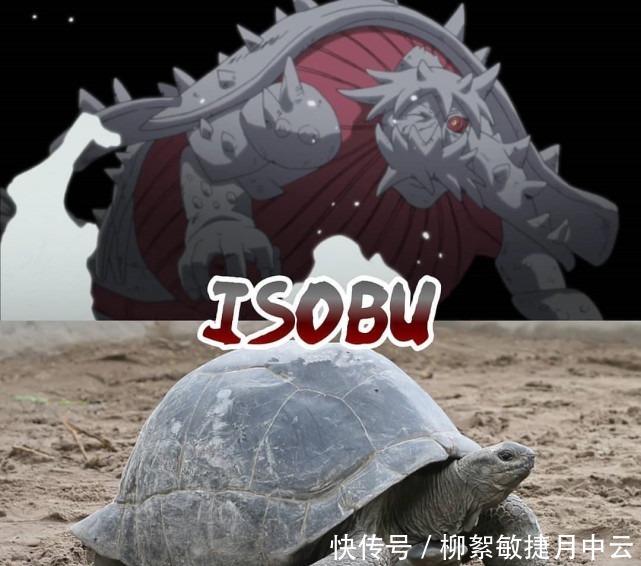 守鹤|火影尾兽的现实原型,一尾化身可爱狸猫,九尾原型眼神伶俐