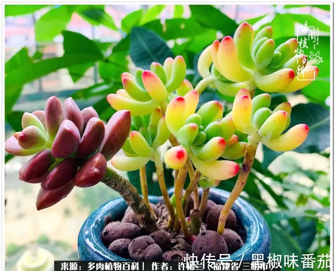 尖尖|养多肉两年,美丽与赏心悦目并存!