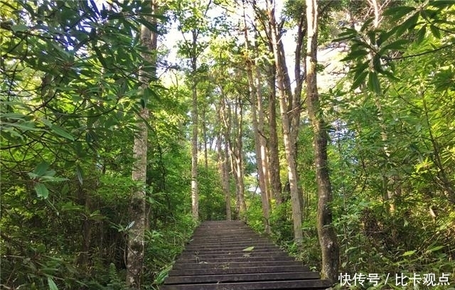 植物|天目山大树王国，全球仅存的五棵天目铁木都在这里