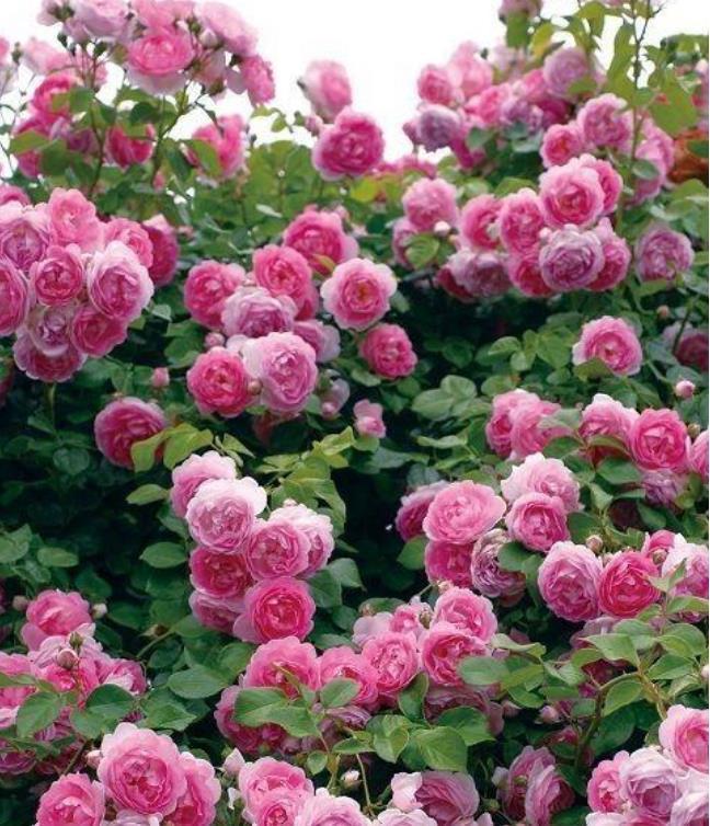 3种花养家里,福旺运旺财更旺,花开不断,还能旺财!