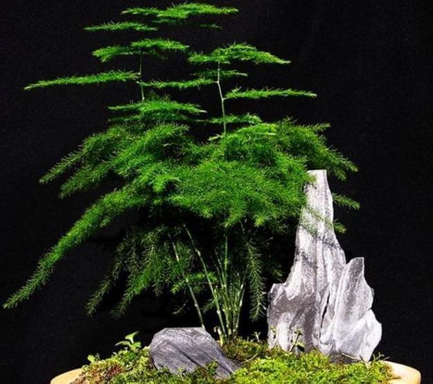 文竹盆土里插个“神器”,盆土状况一目了然,变成茂密“小森林”