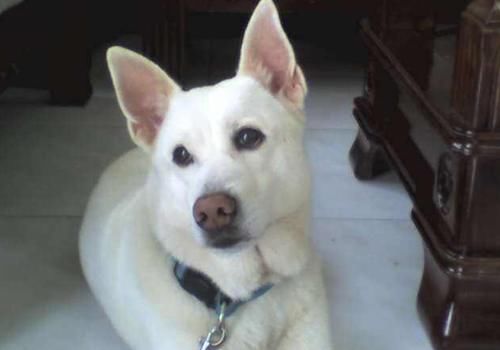  反常|事出反常必有妖？俗语“鸡无六载，犬无八年”，古人此话有何用意