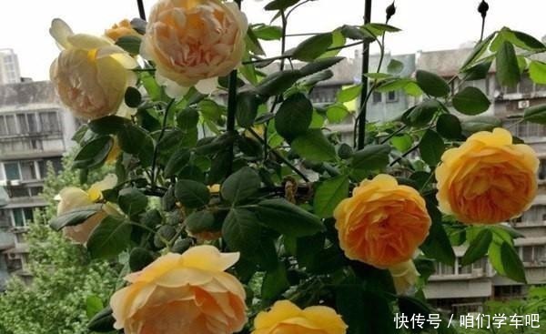 层叠群花|月季土埋“一料”，不黄叶不烂根，7天蹭蹭冒小笋，开出层叠群花！