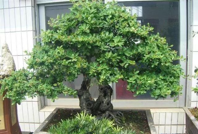 黄杨|10年前一盆上万,10年后一盆十块,烂大街的黄杨,被玩坏的盆景