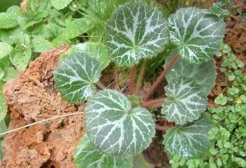 虎耳草|1种耐阴盆栽,俗称“虎耳草”,适合养在室内,来看怎么养