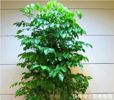 幸福树下垂的叶子的原因有哪些，这里知道来看看吧！