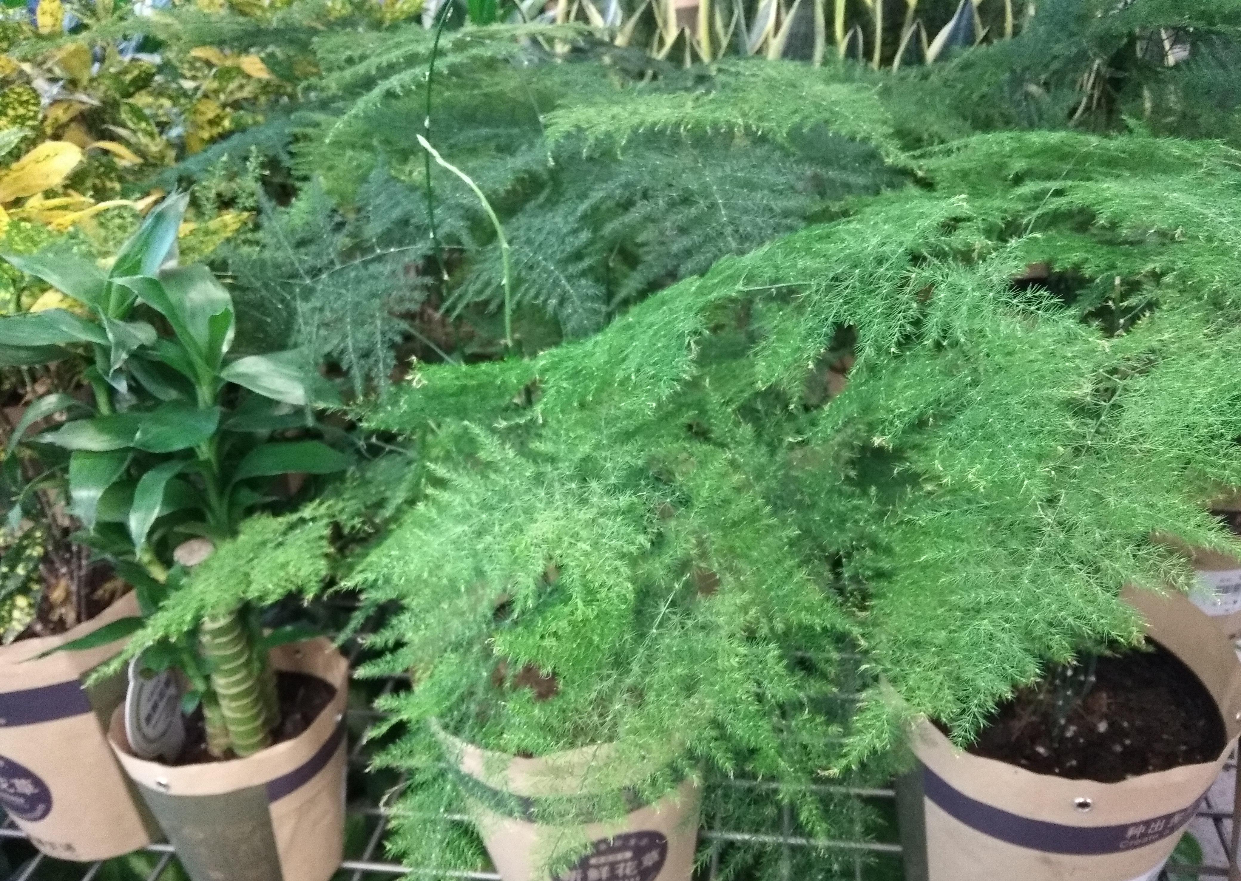 春天|夏天6种花,就是怕太阳,一晒就黄叶,修复不了,太难看