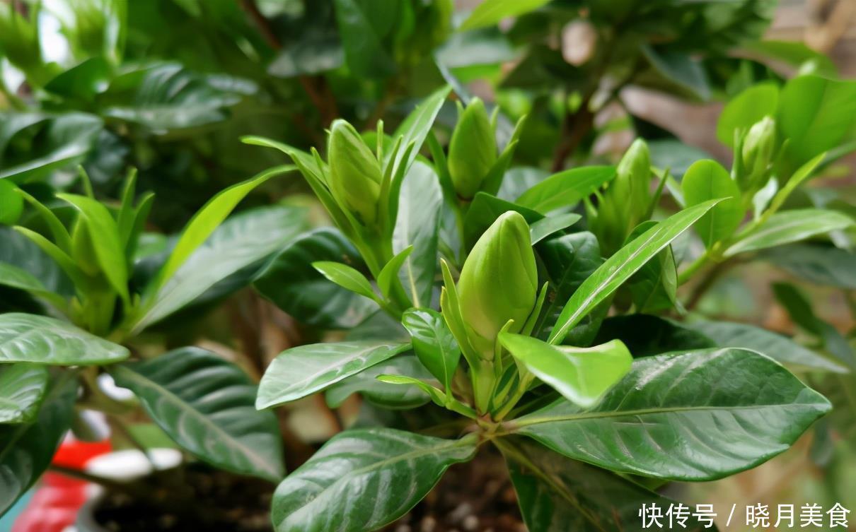 栀子花的花蕾开不了?做好一点,叶子水灵灵,花苞完美绽放