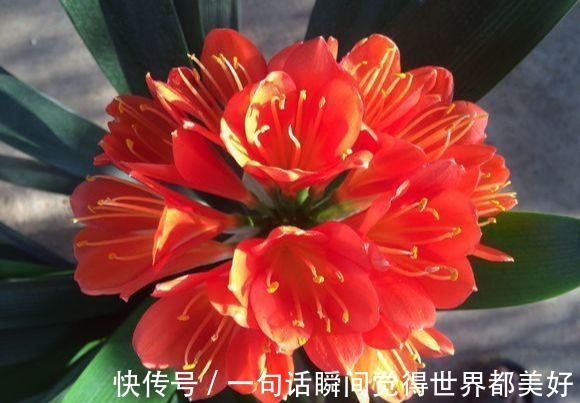 君子兰秋天如此做，叶色格外油亮，白根蹭蹭长，不夹箭开花数量多