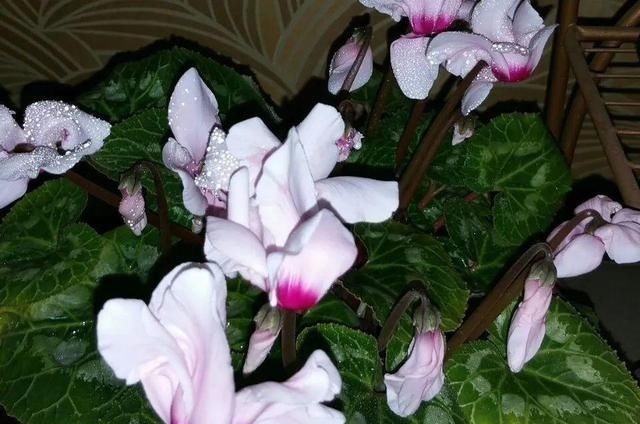 6种花一天不浇水,叶子就耷拉,缺水3天就死翘