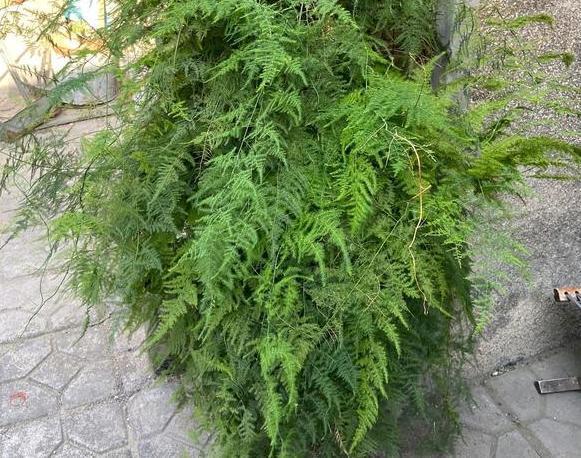 书房盆栽文竹,该如何管理养护注重5方面,枝叶翠绿又茂密