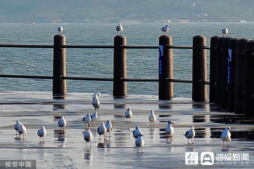 青岛|青岛：红嘴鸥海滨聚集 成秋日一景