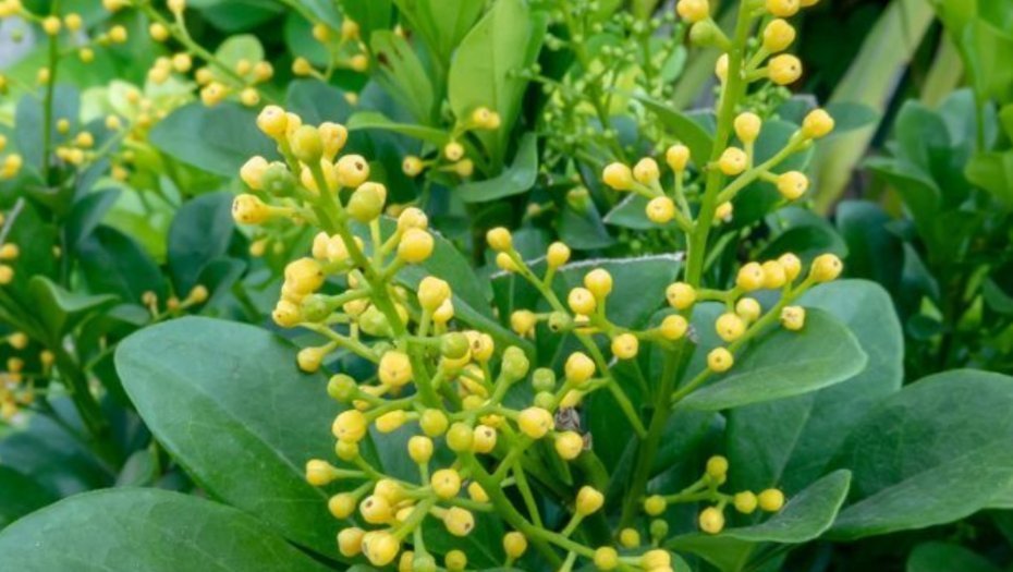 7种全年开花的植物,特别好养,喜欢养花不养它就亏了