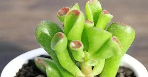 摆放|哪些植物适合摆放在客厅首选3款高颜值多肉,可镇宅招财