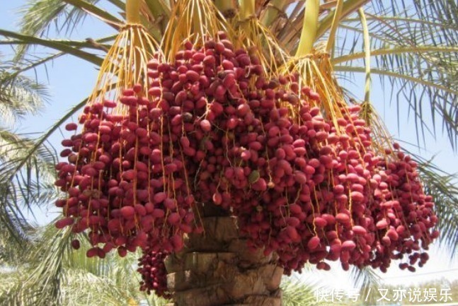 大肚子|立秋后,晚上当零食吃几颗,能补中益气,健脾胃,大肚子变平了