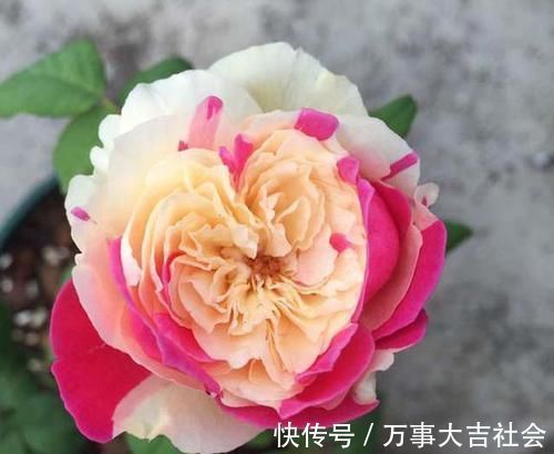 牡丹|月季是“药罐子”?养这款月季,抗病性5颗星,开花比牡丹还美艳