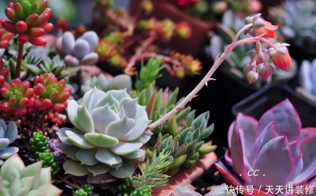 一个盆种了9种花,老妈非说养不好,差点被拔光