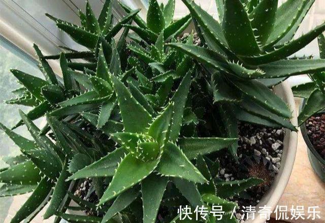 侧芽|养芦荟,“脾气”爆,一言不合爆满小崽,砍掉小芽变“大树”