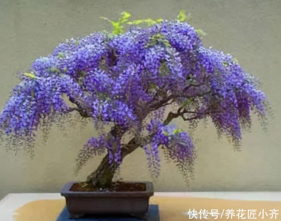 适合夏季扦插的“六种花”,操作简单,容易生根,其他季节难生根