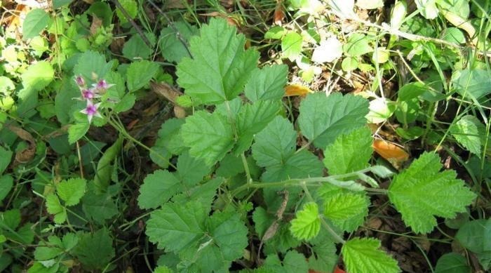 肾炎|这野草,人称“肾炎草”,是极品中药,农村很常见,遇见请重视