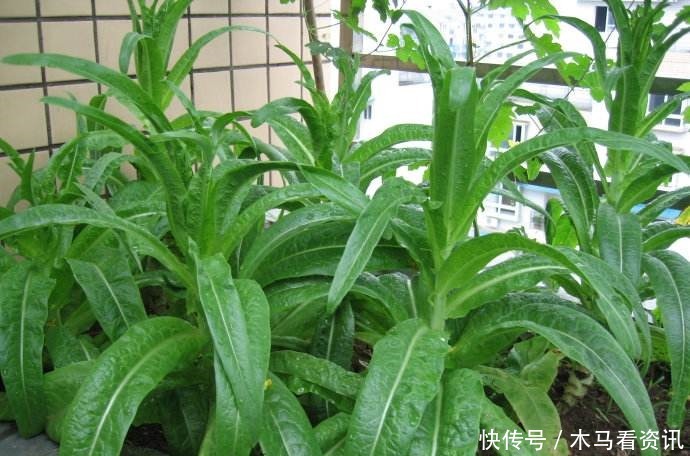 阳台养上“3种菜”,不仅观赏价值高,常吃还能远离“癌细胞”!