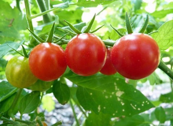 女人|女人常吃七种食物，唤醒雌激素还保护子宫，让美丽永远伴随
