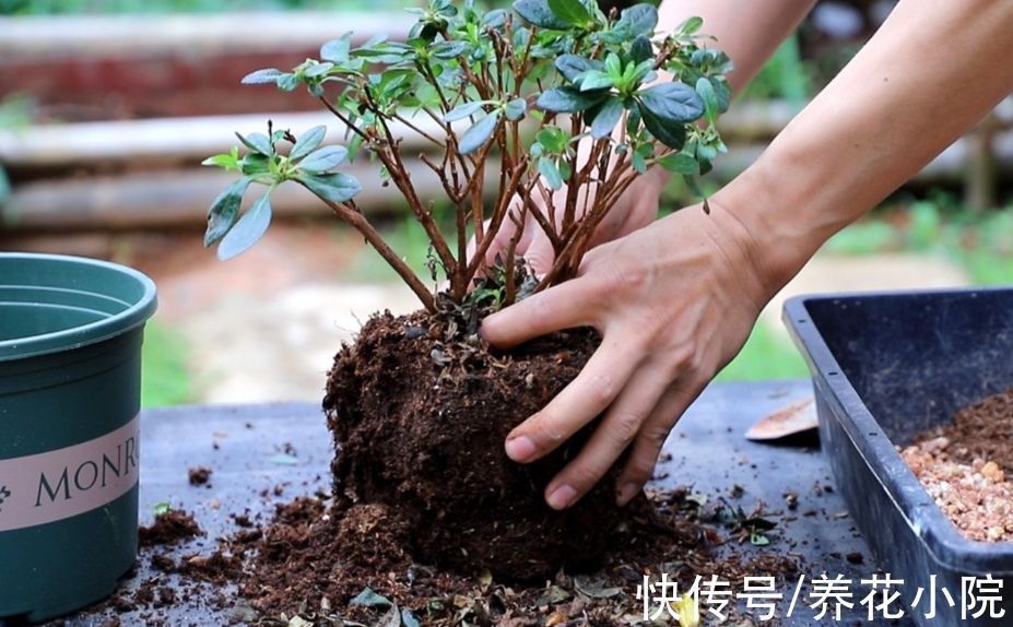 花盆里出现3个“信号”，说明该给它翻盆，否则养啥花也不长