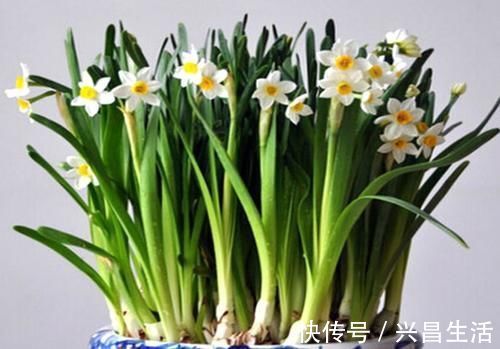 仙客来|8种花一到过年就开花,现在养正是好时候,花开灿烂、寓意吉祥