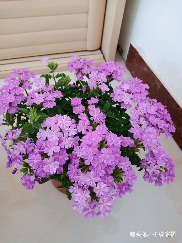 春天养这几款花，全年花开不断，开花色泽鲜艳，花香四溢，超美