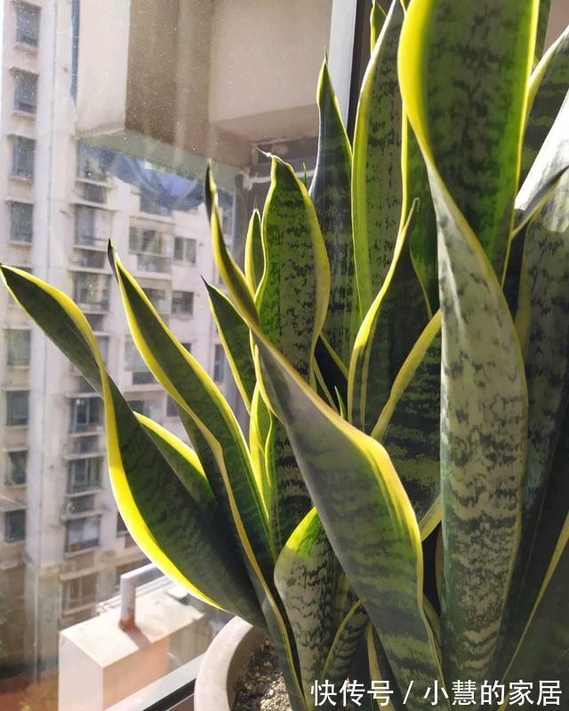 秋天养虎皮兰,必做四件事,少做一个可能会影响生长