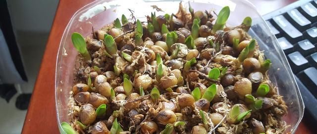 养君子兰用个窍门,不花钱也能种出十盆绿油油、开花多的君子兰