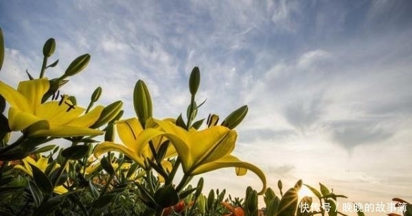 花店这种花价格不便宜 自己种却相当简单