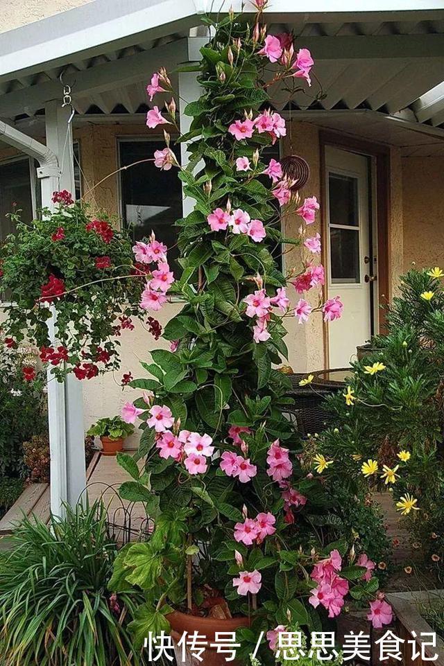 这花一开就是大半年,枝条沾水就活,根比萝卜还粗