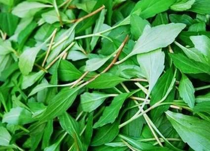 3月吃它正当时，若遇到别手软，解油腻更是一绝，有条件请移栽