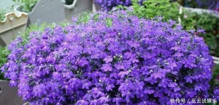 香味|惹人怜爱的4种花,散发有水果香味,花期超长,一年四季都开花