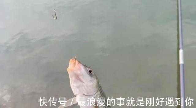 钩条|野钓别只用伊势尼!想大小通杀,还是这几种鱼钩效果更好