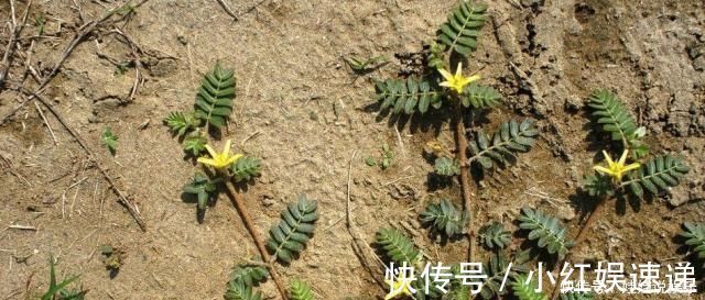 植物|这野草，俗称“拦路草”，人见了躲着走，却被道家奉为“长生药”