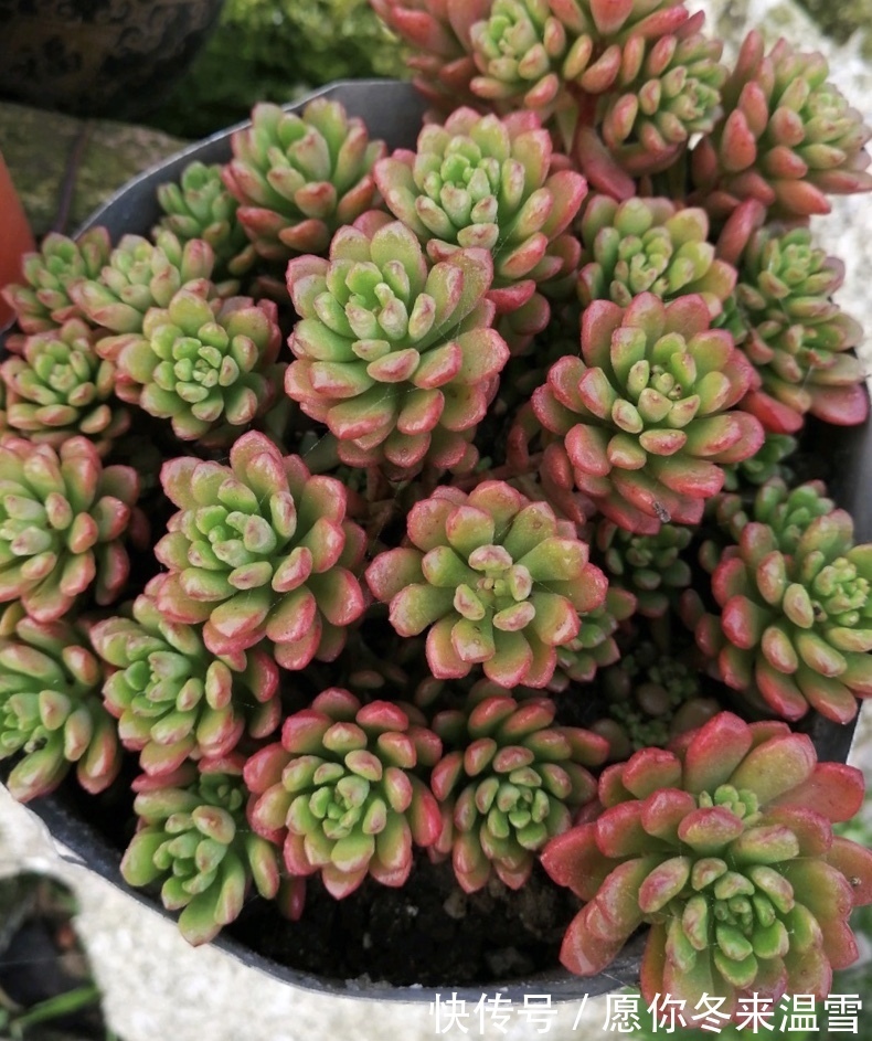 生活中的5种垃圾，都是养多肉的“宝贝”，能做花盆、能做土壤