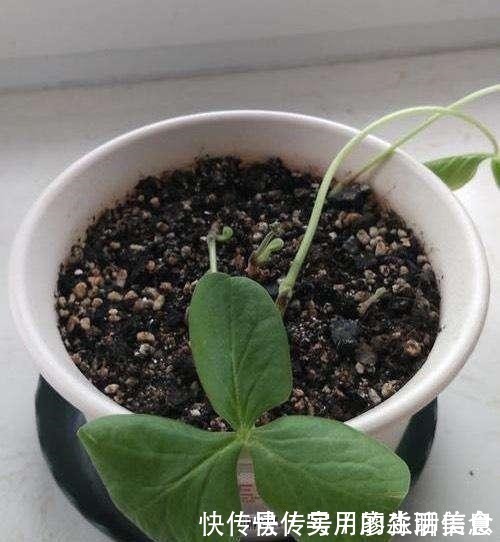 花盆|室内养花，有6个“禁忌”，犯1个也活不久，看你中了几个！