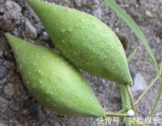 葡萄果肉|“正在消失”的4种农村野果,吃全了的不多,吃过几种