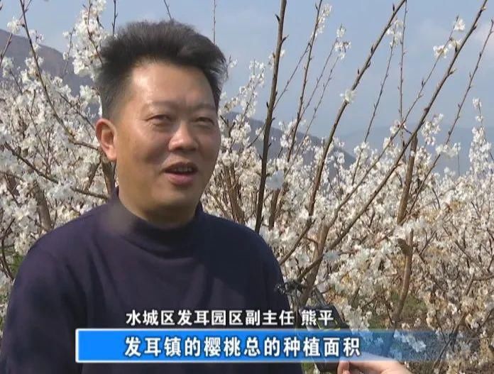 老年|景美还免费！凉都一地万亩樱桃花开满山头