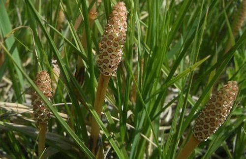 全球最“贪财”的植物,天然的黄金探测仪,可惜很多人却不知道