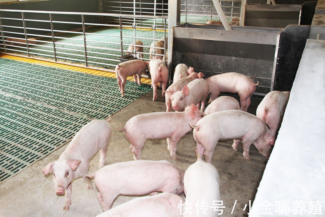 猪群|猪流感发烧一般几天能好?猪冬天感冒发烧用什么药?这样治效果好