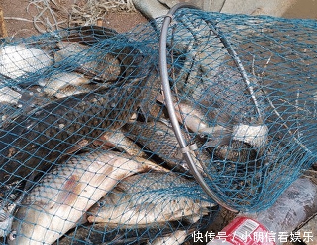 大鱼|想钓大鲤鱼很难么?教你4招钓到手软,3斤一下直接放生