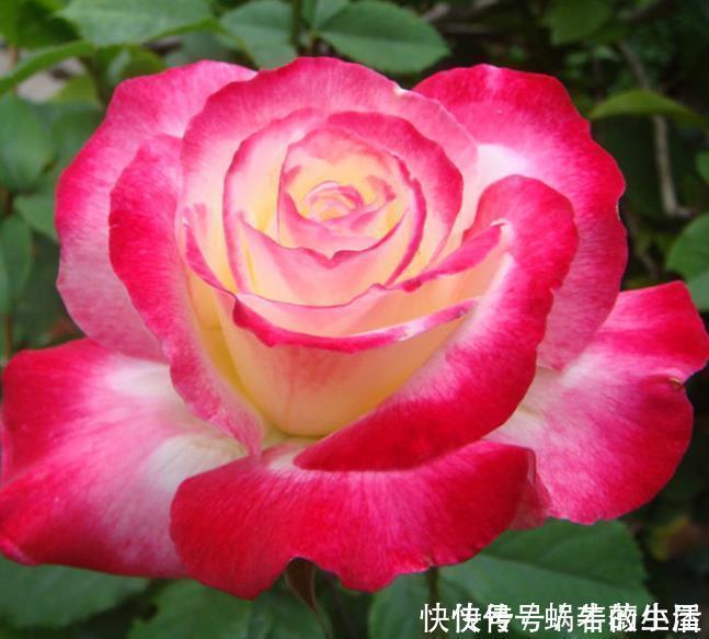 钾肥|4种花,耐热又耐冷,四季都有花赏,一开就是200天