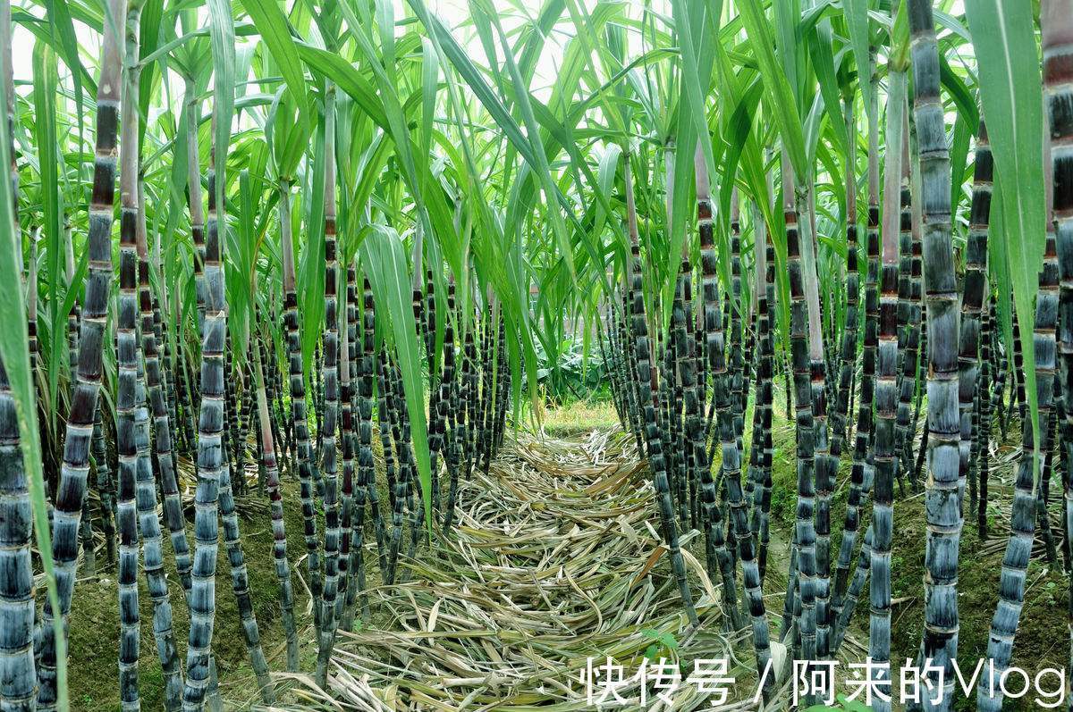 百合|俗話說冬吃蘿卜，夏吃姜，那您知道秋天吃什么食物是最好的嗎？