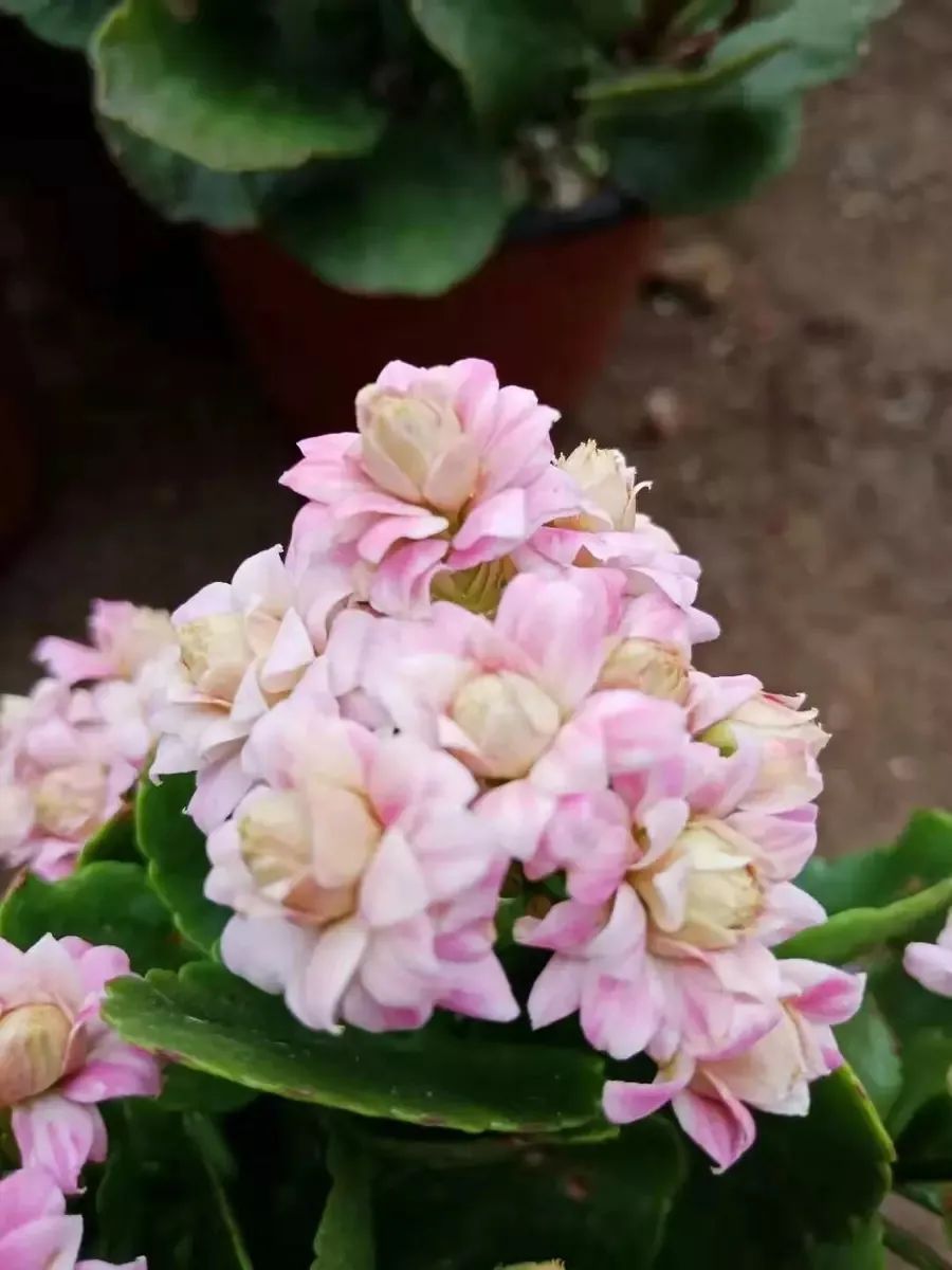 帕罗|45种长寿花,个个都是高颜值,家里养几盆,美得移不开眼