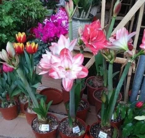 10年老花农养花从不买花肥，2种花肥简单易得，养一盆旺一盆