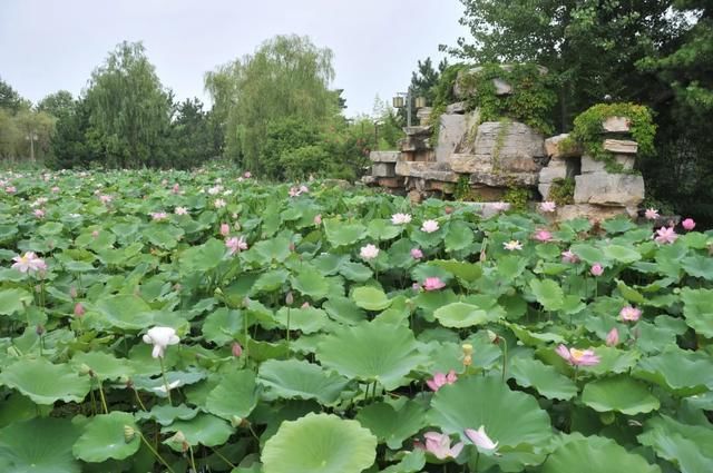 福如东海文化园|乳山银滩:荷花盈盈 香远益清，来福如东海文化园一起品茗赏荷