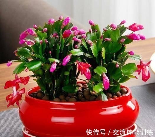 蟹爪兰养起来真省事,来点药水肥,花色明亮叶绿如油!